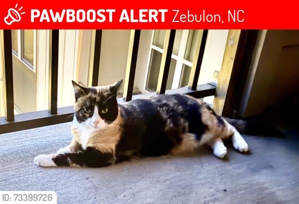 Lost Female Cat last seen Lacewing Drive, Zebulon, NC 27597