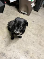 Reunited Male Dog last seen Near Lincoln St, Fremont, CA 94538, USA, Fremont, CA 94538