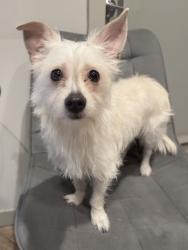 Found/Stray Male Dog last seen s los angeles st, Los Angeles, CA 90012
