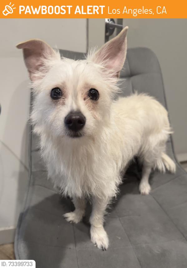 Found/Stray Male Dog last seen s los angeles st, Los Angeles, CA 90012