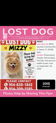 Lost Female Dog last seen orchard st, Davie, FL 33328