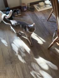 Reunited Male Cat last seen Stratford Ave, Garden City, NY 11530