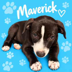 Shelter Stray Male Dog last seen , 2350 Appling City Cove, Memphis, TN 38133, USA
