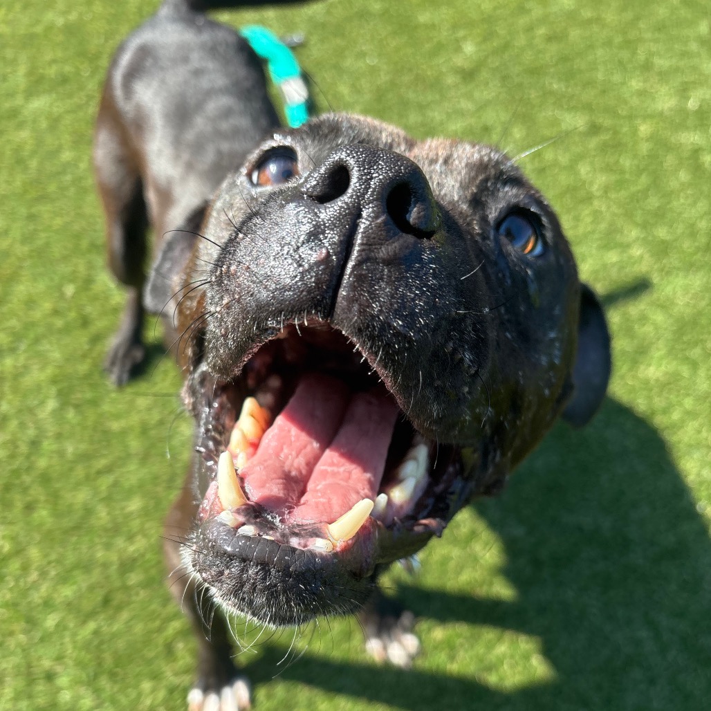 Shelter Stray Female Dog last seen , Animal Care & Control Team of Philly, 111 W Hunting Park Ave, Philadelphia, PA 19140, USA