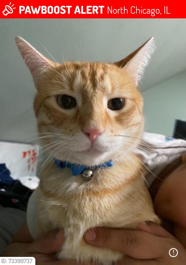 Lost Male Cat last seen Sherman ave and 24th street., North Chicago, IL 60064