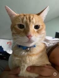 Lost Male Cat last seen Sherman ave and 24th street., North Chicago, IL 60064