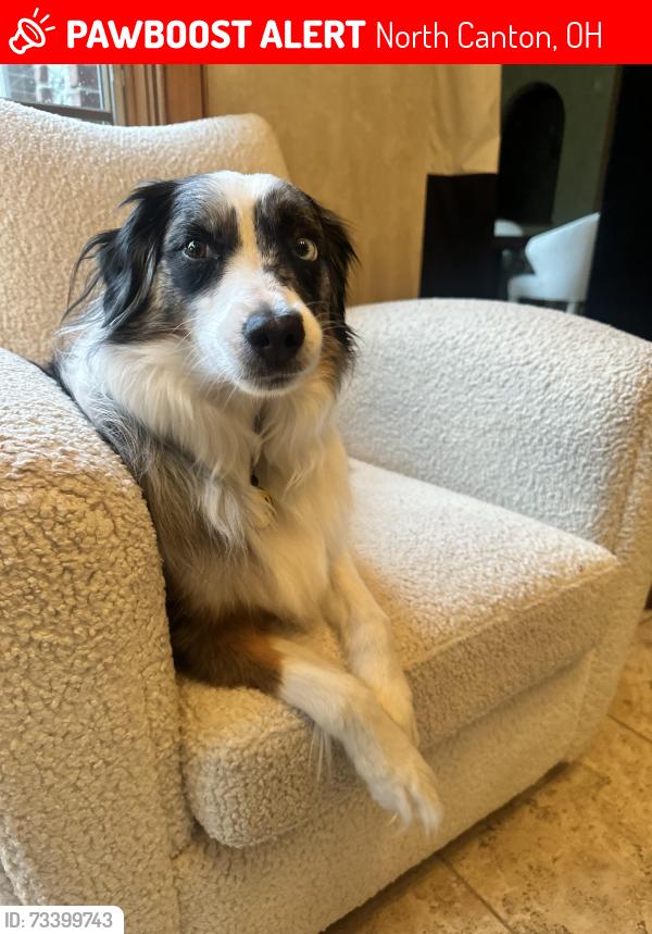 Lost Female Dog last seen Frank and Huckleberry, North Canton, OH 44720