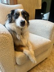 Lost Female Dog last seen Frank and Huckleberry, North Canton, OH 44720
