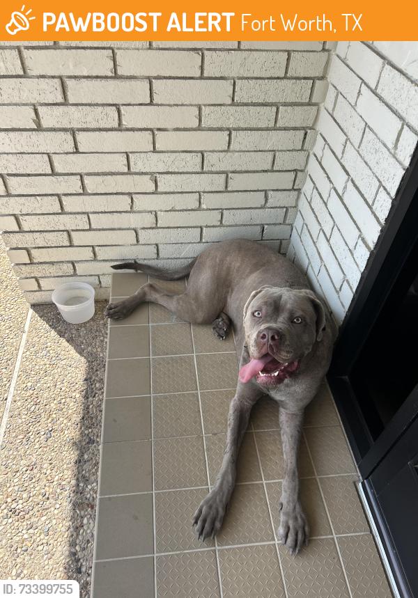 Found/Stray Unknown Dog last seen United veterans and landscape, Fort Worth, TX 76116