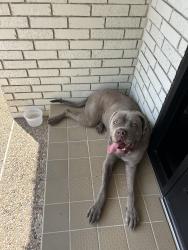 Found/Stray Unknown Dog last seen United veterans and landscape, Fort Worth, TX 76116