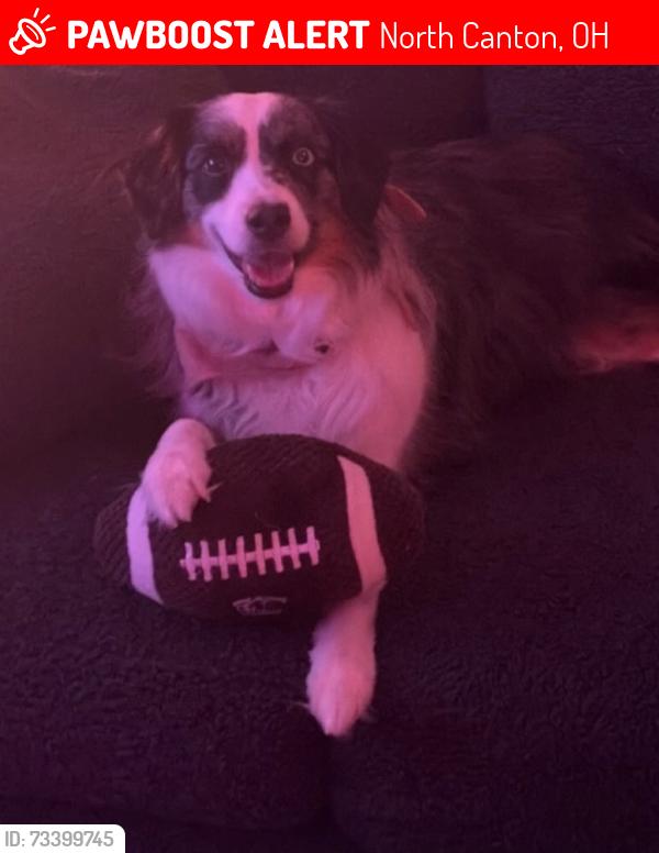 Lost Female Dog last seen Seen going towards the fields near Thatcher Street, North Canton, OH 44720