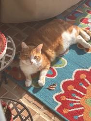 Reunited Female Cat last seen Near Norvell Rd, Spring Hill, FL 34608, USA, Spring Hill, FL 34608