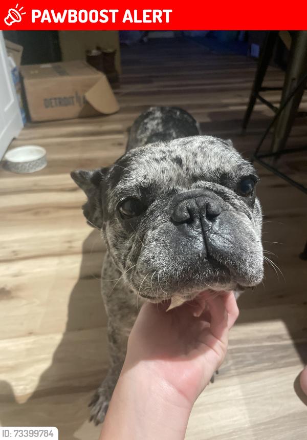 Lost Female Dog last seen Jolyne way, Pine Lake Estates, FL 32506
