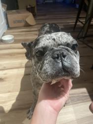 Lost Female Dog last seen Jolyne way, Pine Lake Estates, FL 32506