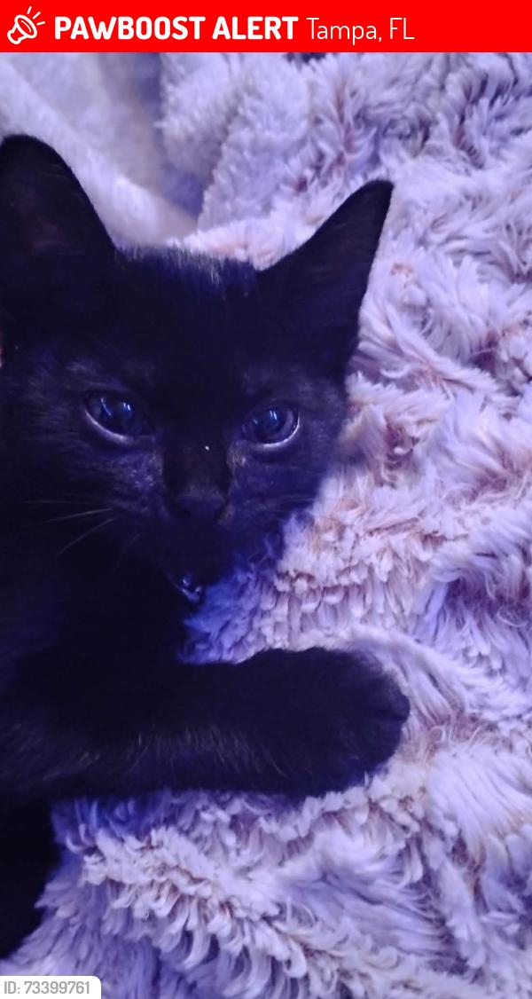 Lost Female Cat last seen Linebaugh and S club ct, Tampa, FL 33612