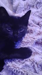 Lost Female Cat last seen Linebaugh and S club ct, Tampa, FL 33612