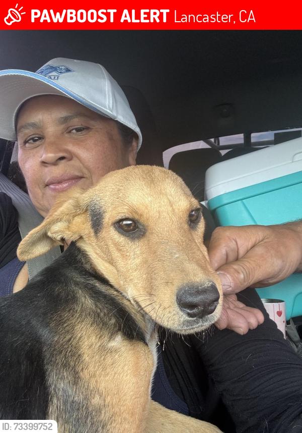 Lost Female Dog last seen Sierra HWY & Avenue E, Lancaster, CA 93535