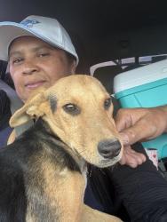 Lost Female Dog last seen Sierra HWY & Avenue E, Lancaster, CA 93535