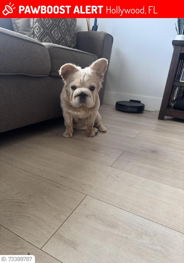 Lost Female Dog last seen Near north 56th Ave Hollywood, Hollywood, FL 33021