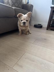 Lost Female Dog last seen Near north 56th Ave Hollywood, Hollywood, FL 33021