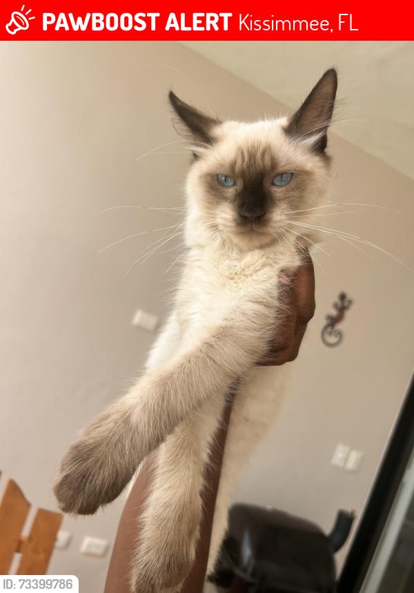 Lost Male Cat last seen Summer clouds way, Kissimmee, FL 34744