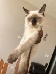 Lost Male Cat last seen Summer clouds way, Kissimmee, FL 34744