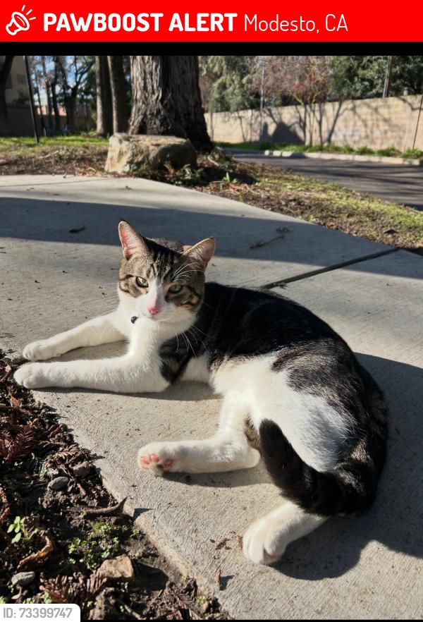 Lost Male Cat last seen West Rumble, Modesto, CA 95350