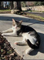Lost Male Cat last seen West Rumble, Modesto, CA 95350