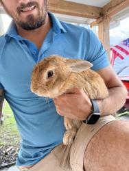 Found/Stray Unknown Rabbit last seen Morningside Blvd, Port St. Lucie, FL 34952