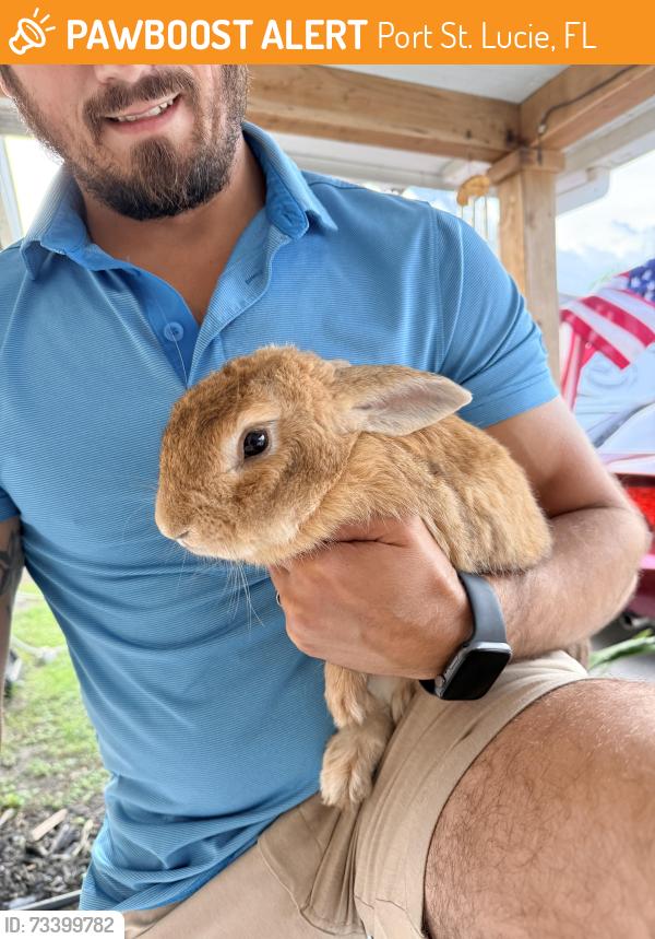 Found/Stray Unknown Rabbit last seen Morningside Blvd, Port St. Lucie, FL 34952