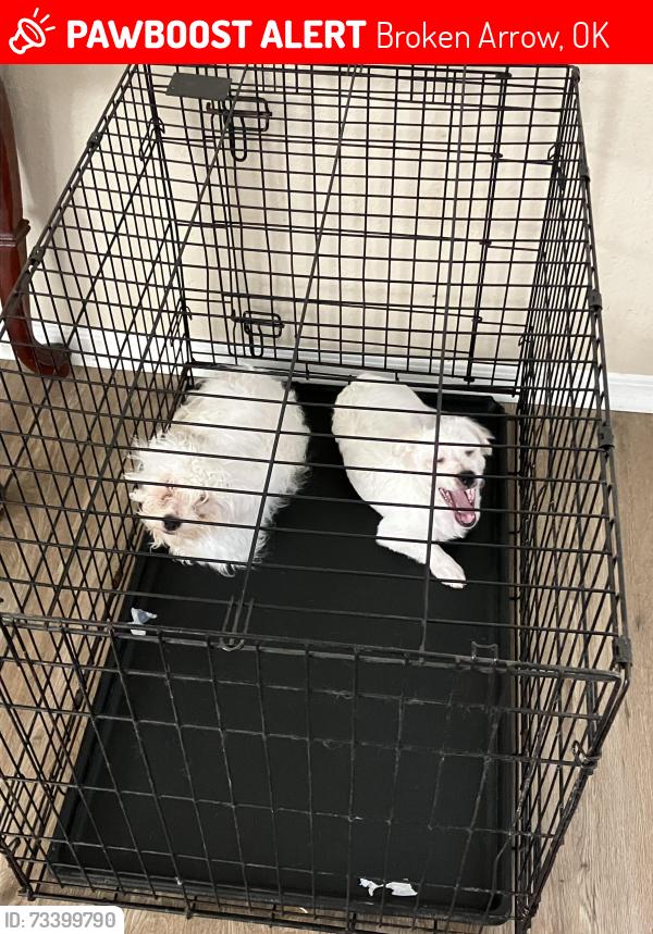 Lost Female Dog last seen Major crossroads: W New Orleans St Near woods, and small creek in neighborhood, Broken Arrow, OK 74011