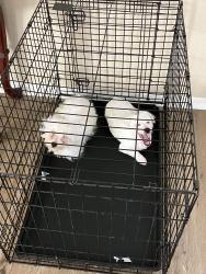 Lost Female Dog last seen Major crossroads: W New Orleans St Near woods, and small creek in neighborhood, Broken Arrow, OK 74011