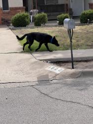 Found/Stray Unknown Dog last seen Sierra middle school, Las Cruces, NM 88001