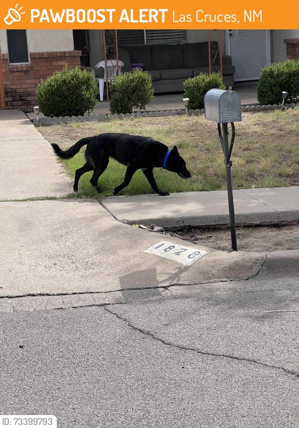 Found/Stray Unknown Dog last seen Sierra middle school, Las Cruces, NM 88001