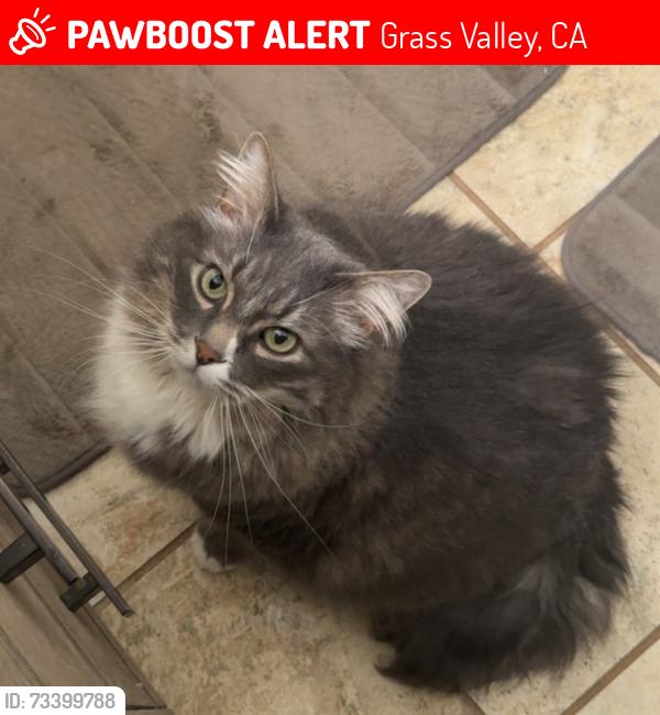 Lost Male Cat last seen You Bet Rd, Grass Valley, CA 95945