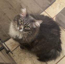 Lost Male Cat last seen You Bet Rd, Grass Valley, CA 95945