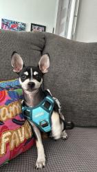 Lost Male Dog last seen Near s 700 E south Salt Lake City, South Salt Lake, UT 84106