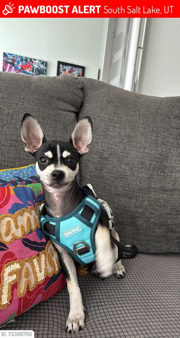 Lost Male Dog last seen Near s 700 E south Salt Lake City, South Salt Lake, UT 84106