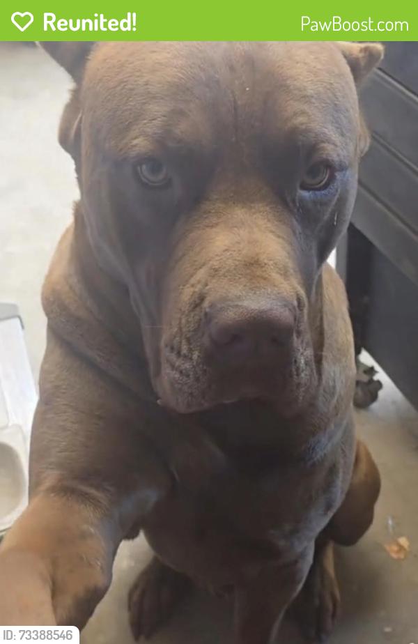 Reunited Male Dog last seen E Covina Blvd., Covina, CA 91722