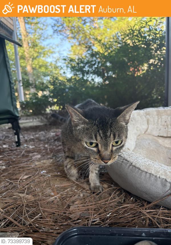 Found/Stray Unknown Cat last seen Grey stone Coffee and TeaHouse, Auburn, AL 36830