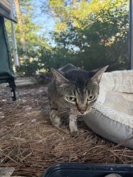 Found/Stray Unknown Cat last seen Grey stone Coffee and TeaHouse, Auburn, AL 36830
