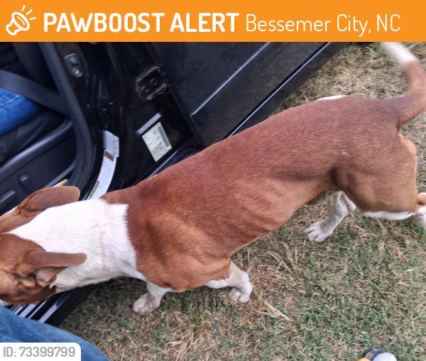 Found/Stray Male Dog last seen Old central apmts, Bessemer City, NC 28016