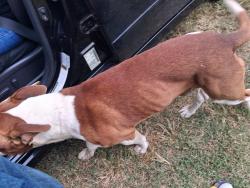 Found/Stray Male Dog last seen Old central apmts, Bessemer City, NC 28016