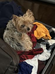 Lost Female Dog last seen Avendale Neighborhood, Bristow VA, Bristow, VA 20136