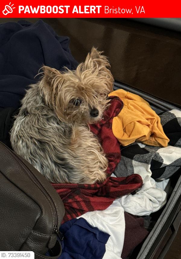 Lost Female Dog last seen Avendale Neighborhood, Bristow VA, Bristow, VA 20136