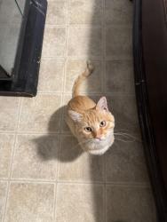 Found/Stray Male Cat last seen Harland Road, Lathrop, CA 95330