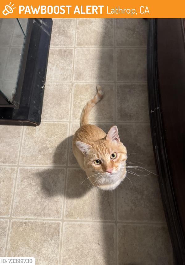 Found/Stray Male Cat last seen Harland Road, Lathrop, CA 95330