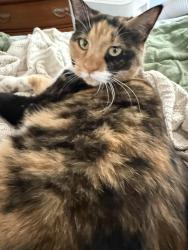 Lost Female Cat last seen Loyola circle Aurora Colo, Aurora, CO 80013