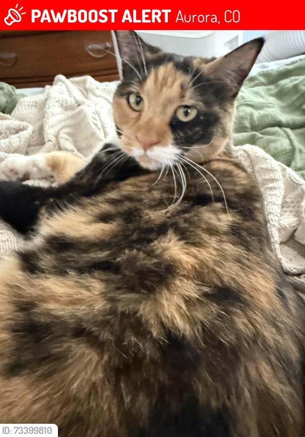 Lost Female Cat last seen Loyola circle Aurora Colo, Aurora, CO 80013