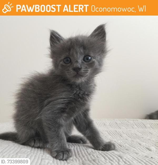 Found/Stray Unknown Cat last seen On the Oconomowoc Isthmus, Oconomowoc, WI 53066